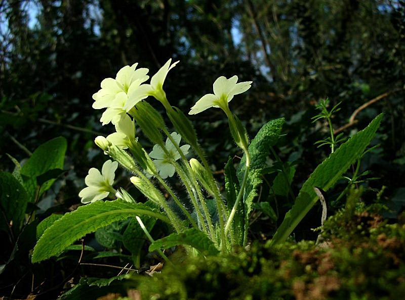 Primula vulgaris (=acaulis) / Primula comune